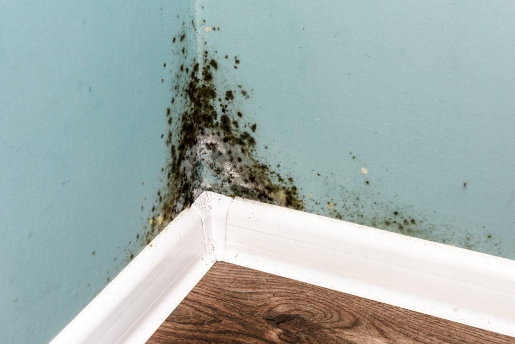 Close up of house corner with black mold